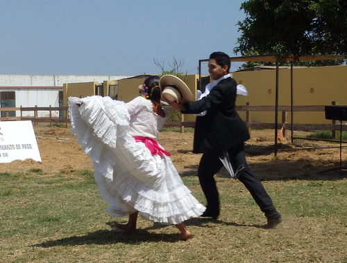 Peruvian Step Horse Show.